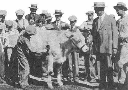 cow