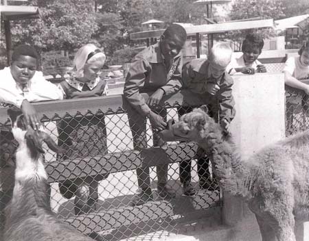 llamaatzoo