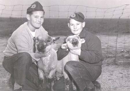 sheep1950s